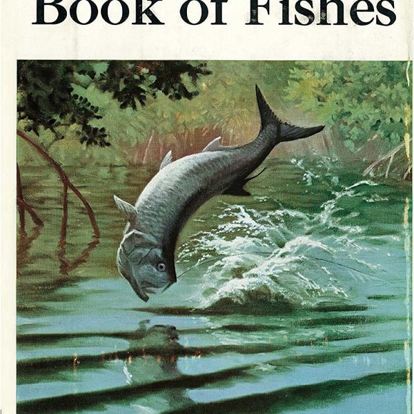 サカナクション 魚図鑑 2CD 期間限定生産盤 CD Amazon.co.jp: 魚図鑑