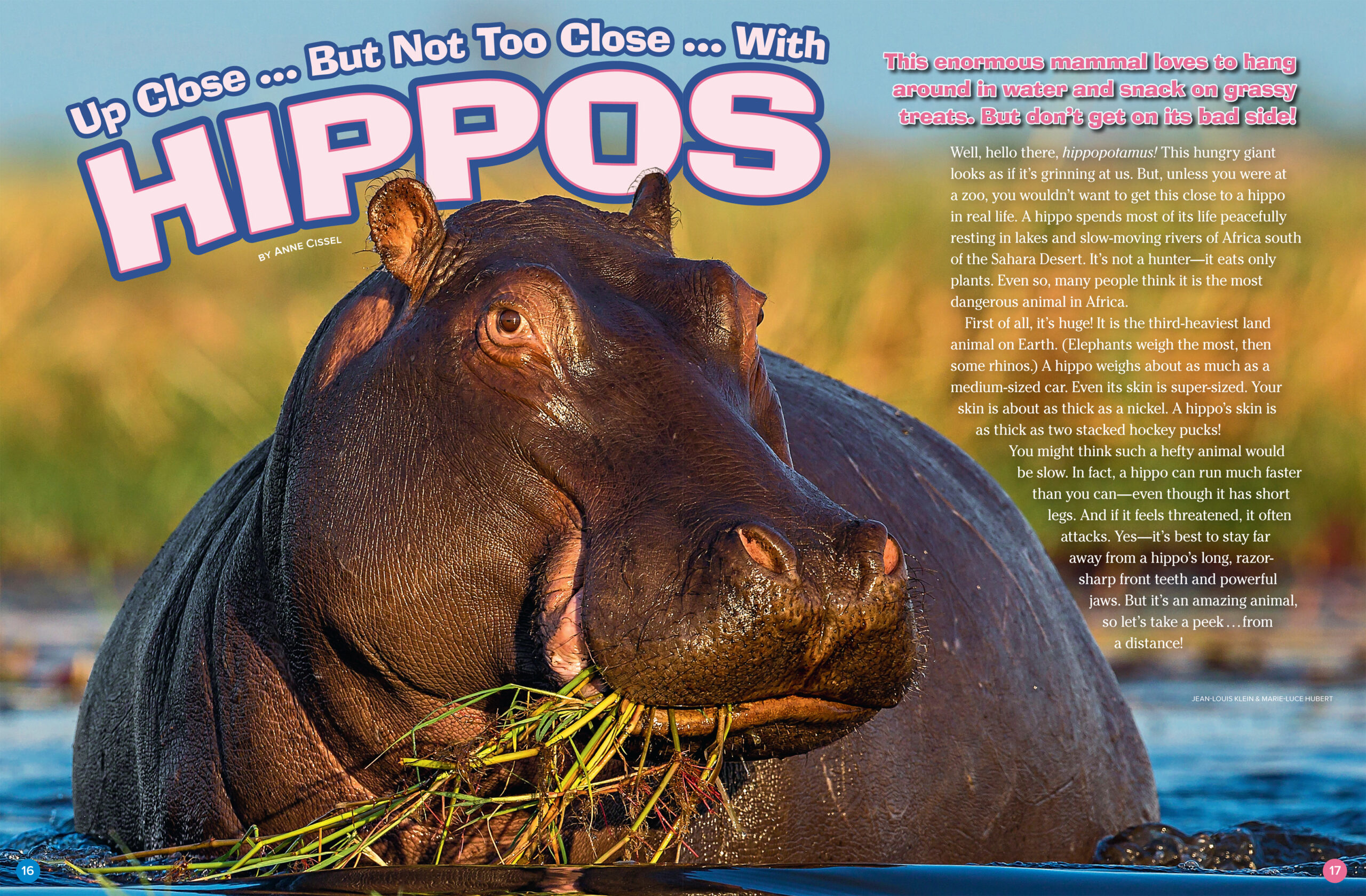 Hippos - NWF | Ranger Rick