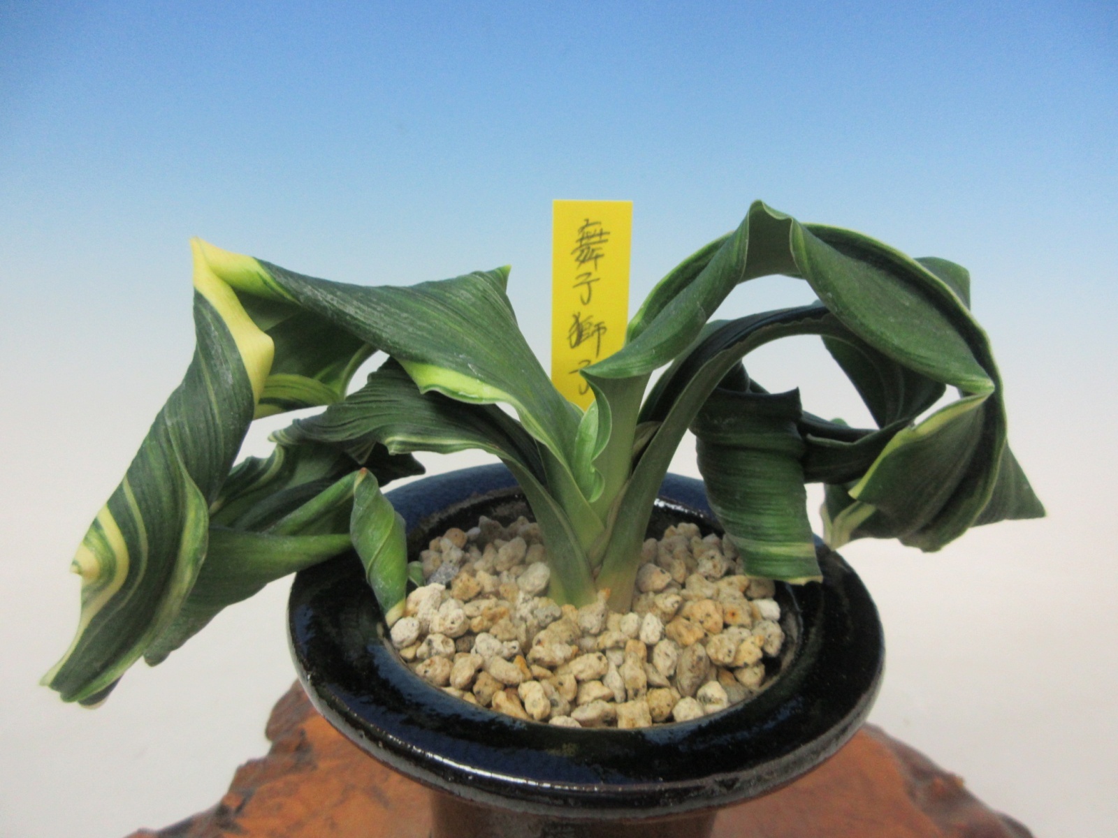 O-9 万年青 獅子 「舞子獅子」 中木 1本立ち - 蘭万園オンライン