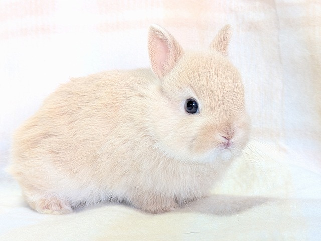 250618nd3 | 埼玉東京のうさぎ専門店ラビファー埼玉東京のうさぎ専門店