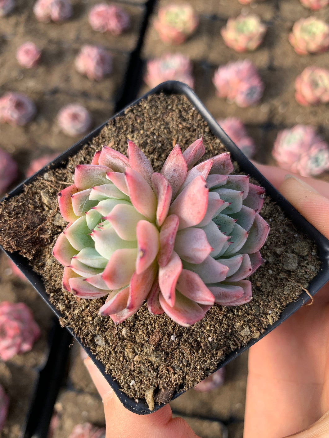 Echeveria Pink Mexensis 'Zaragosa' - April Farm/Rare Succulents