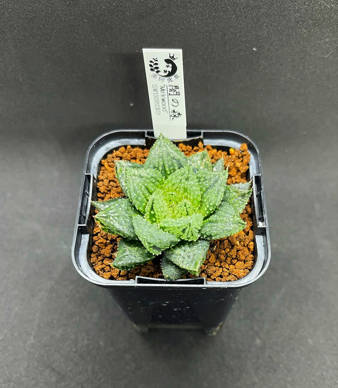 ハオルチアの深い森へようこそ | 名古屋のペットショップRemix