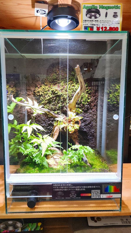 パルダリウムケージ入荷 | 名古屋のペットショップRemix【リミックス