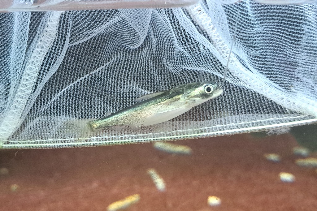 インター熱帯魚]熱帯魚新入荷案内 | 名古屋のペットショップRemix