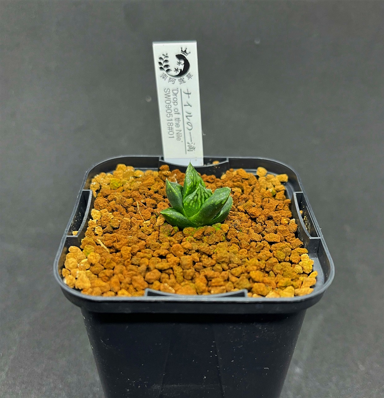 ハオルチアの深い森へようこそ | 名古屋のペットショップRemix