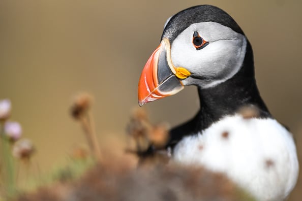 写真】まるで「ピングー」みたいな色合い…癒しの鳥・パフィンの「困り