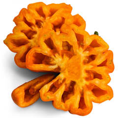 Orange Accordion Tomato Seeds | Baker Creek Heirloom Seeds