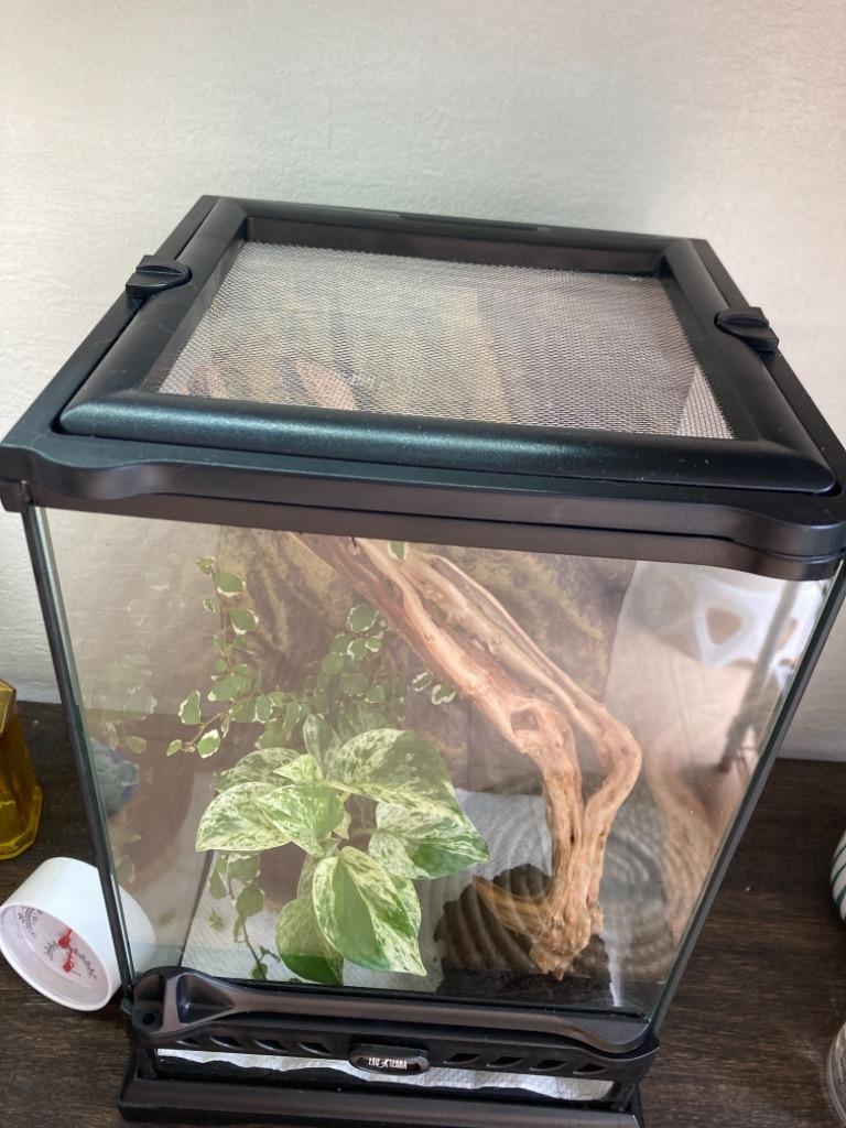 GEX（ジェックス） 爬虫類ケージ エキゾテラ グラステラリウム ナノ