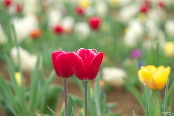 コシナ フォクトレンダー MACRO APO-LANTHAR 110mm F2.5で撮影された