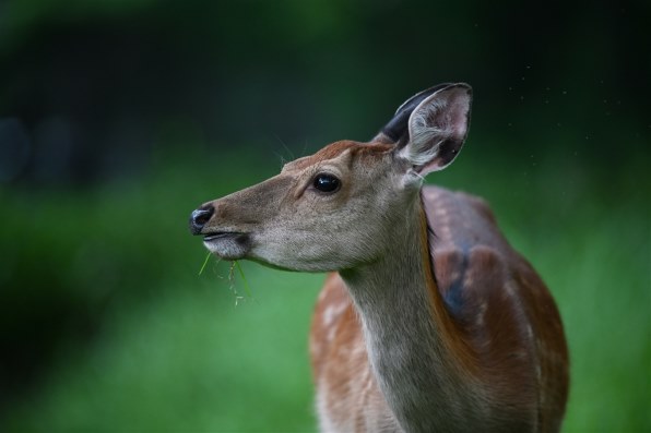 ニコン AF-S VR Zoom-Nikkor 200-400mm f/4G IF-ED 価格比較 - 価格.com