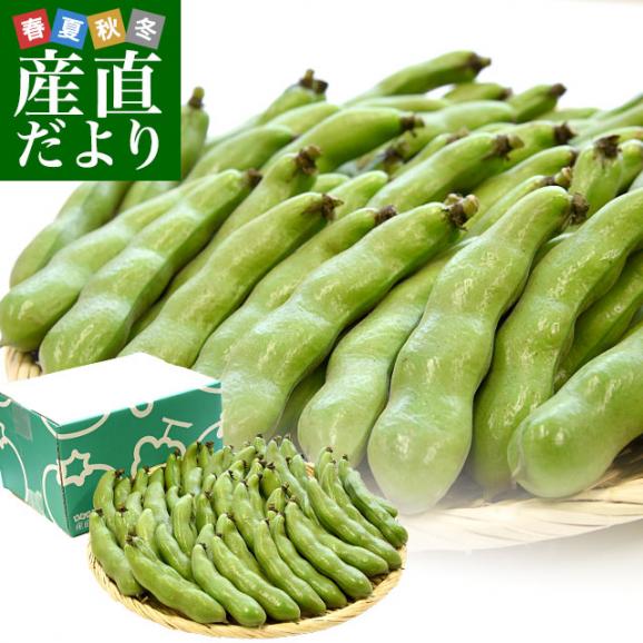 厳選産地の極上そら豆 Lサイズ秀品 2キロ箱 満載詰め そらまめ