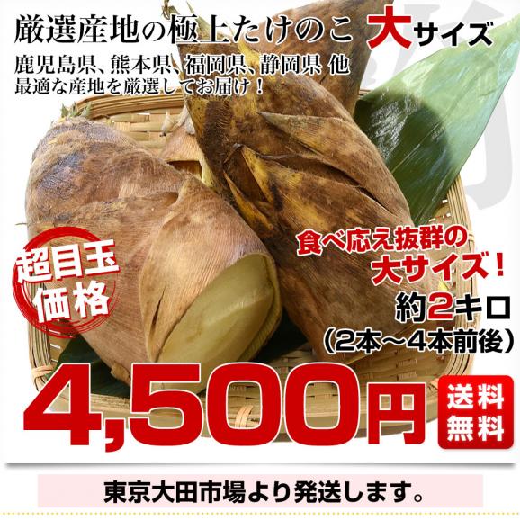 厳選産地の極上たけのこ 大サイズ 約2キロ（2本から4本前後）鹿児島県