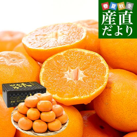 お歳暮 ギフト】愛媛県 JAにしうわ 川上共選 最高等級みかん「味ピカ