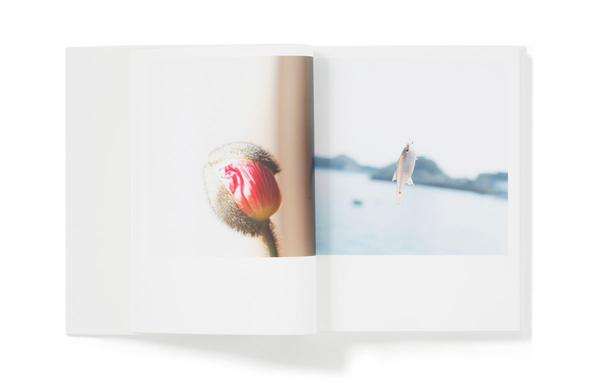 Rinko Kawauchi – 川内倫子 | AILA