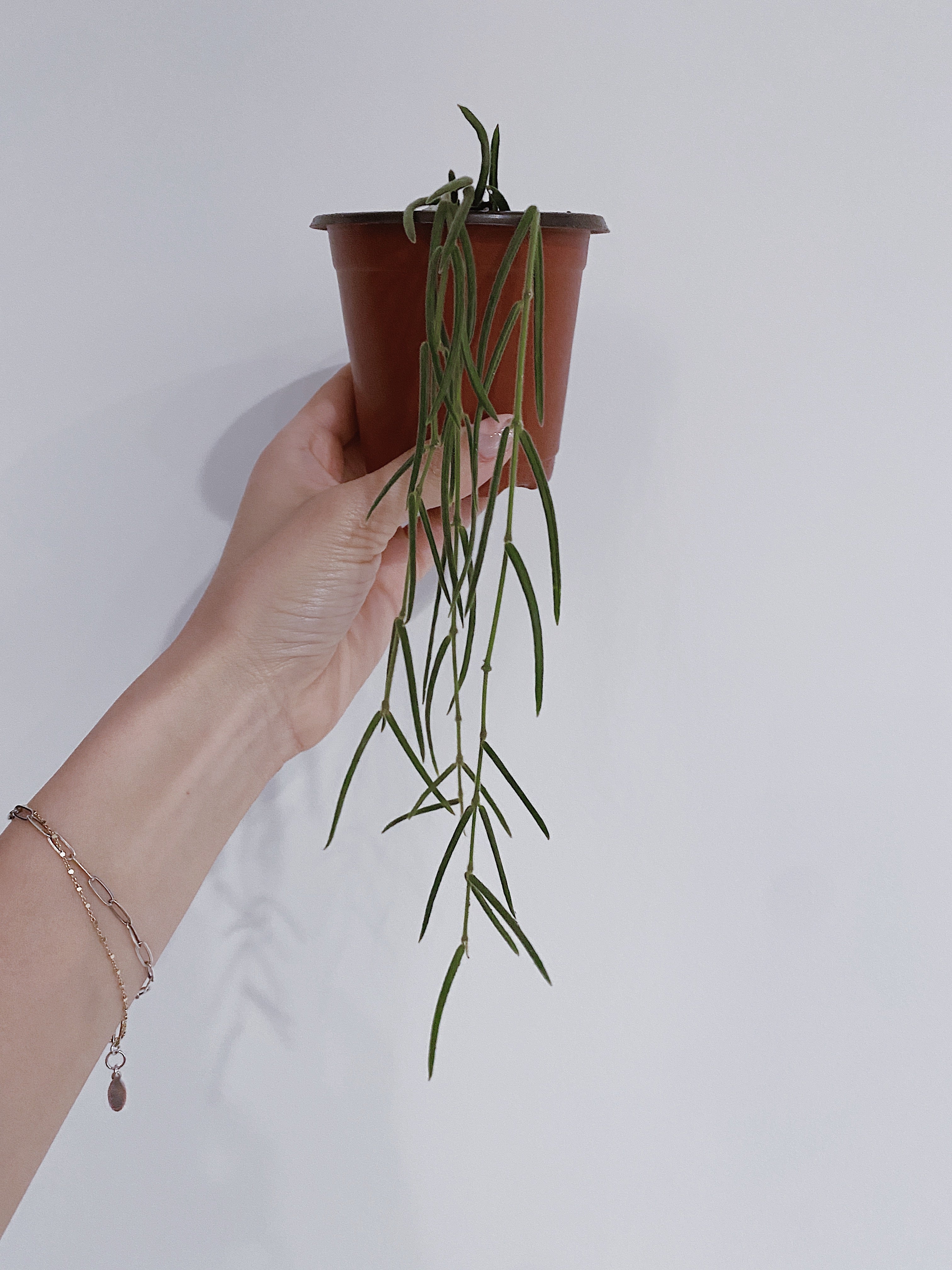 Hoya Linearis - For Sale Near Me (USA Seller) – Rooted Hues