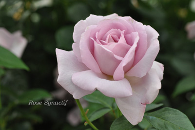 バラ図鑑 | ローズ シナクティフ Rose Synactif | バラ図鑑