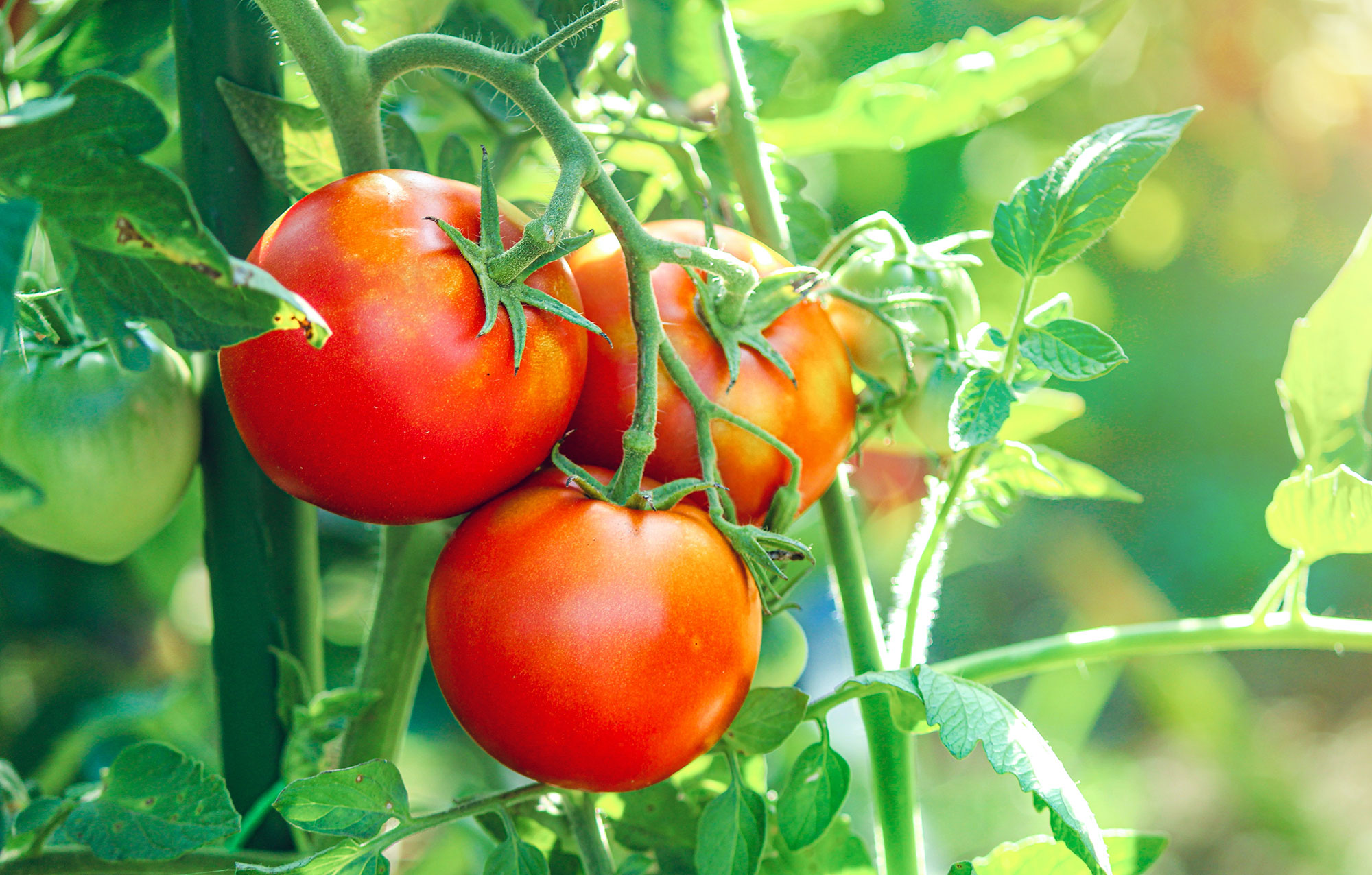 Billion-Dollar Threat: Could a Tomato From the 90s Stop a