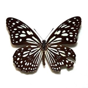 日本産蝶標本 | 三角紙