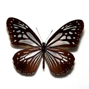 日本産蝶標本 | 三角紙