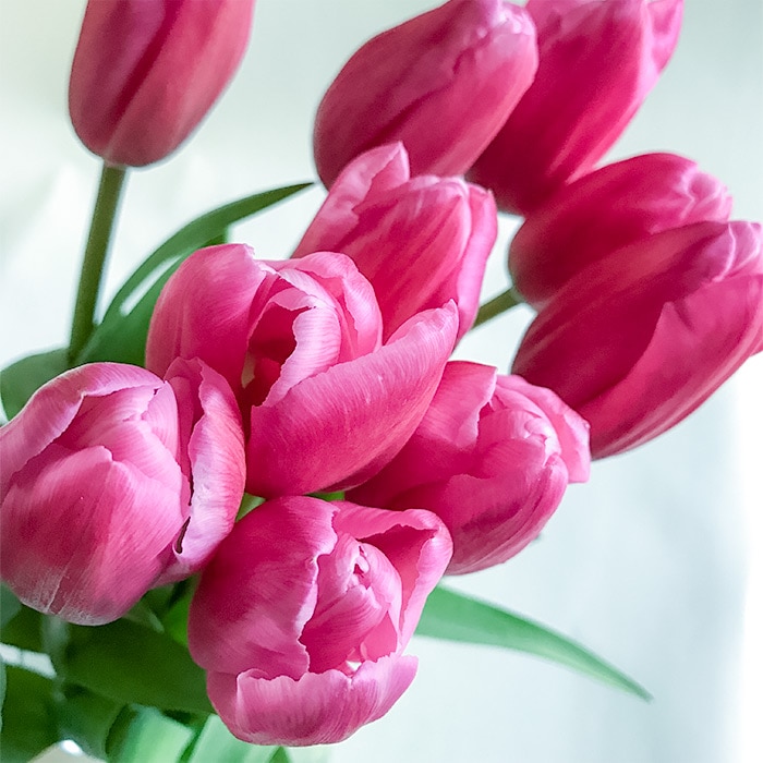 ♡大充実株♡ DDピンクリバーシカップ咲き多花 flower-net_z230702025