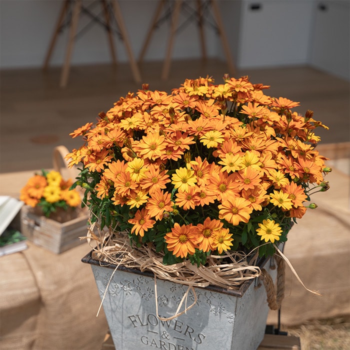 オステオスペルマム キャンディフィールズ 2種セット｜種（タネ）,球根