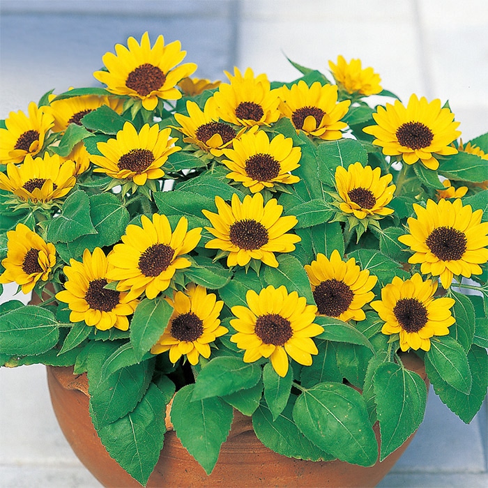 ヒマワリ 小夏｜種（タネ）,球根,苗,資材,ガーデニンググッズの通販は