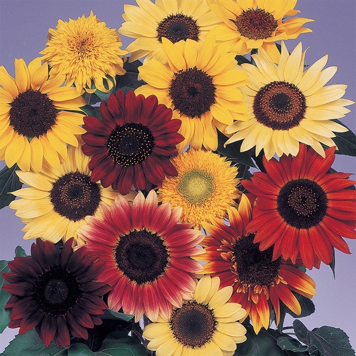 ヒマワリ バラエティー ミックス｜種（タネ）,球根,苗,資材