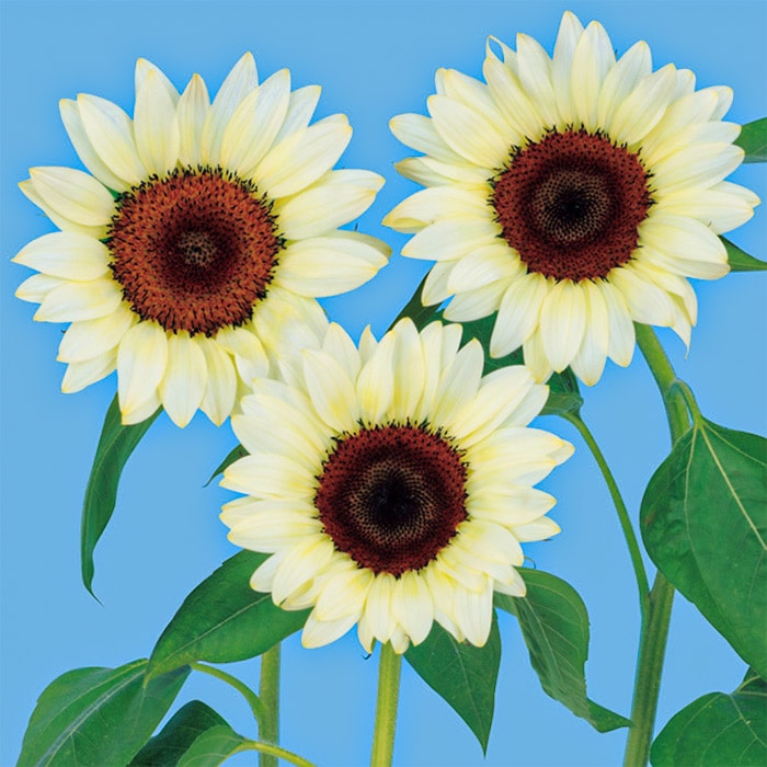 ヒマワリ プロカット ホワイトナイト｜種（タネ）,球根,苗,資材