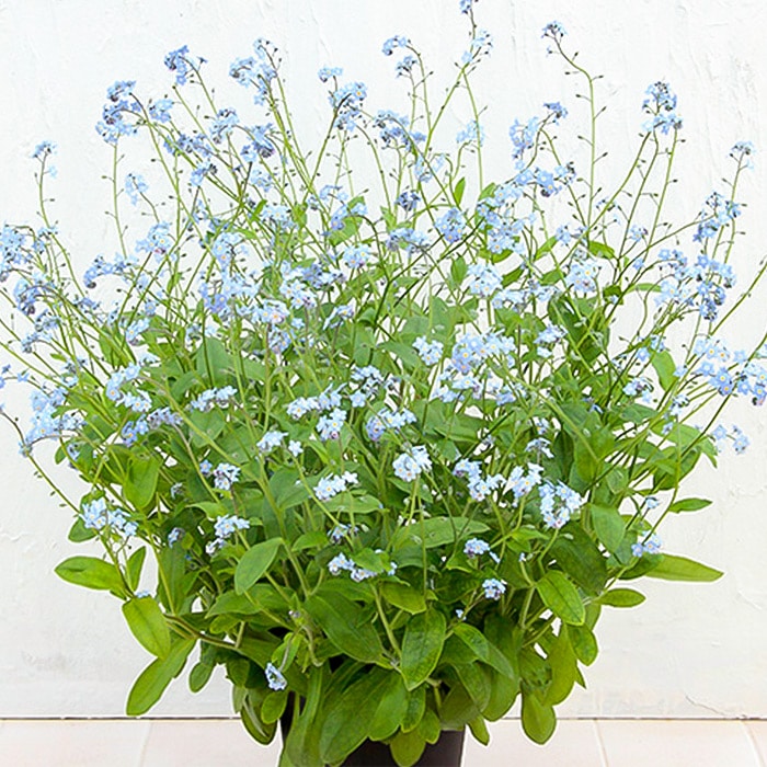 春待ち（R）苗 わすれな草｜種（タネ）,球根,苗,資材,ガーデニング