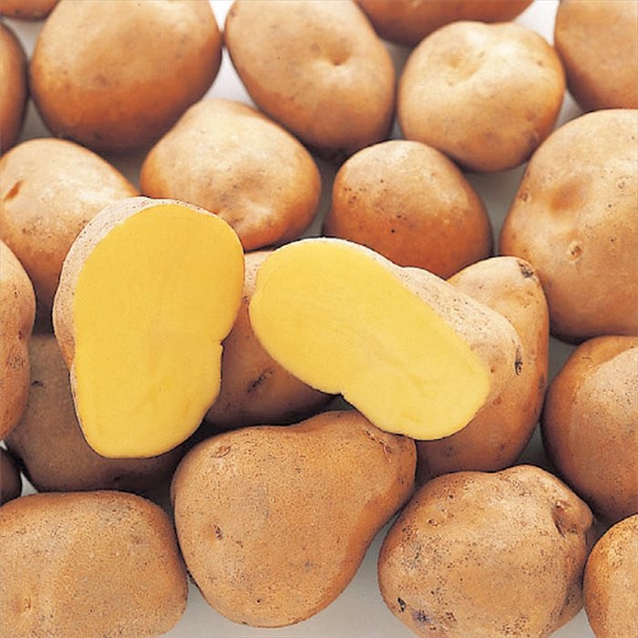 6kg m33 インカのめざめ 種芋 ジャガイモ インカのめざめ タネイモ｜種