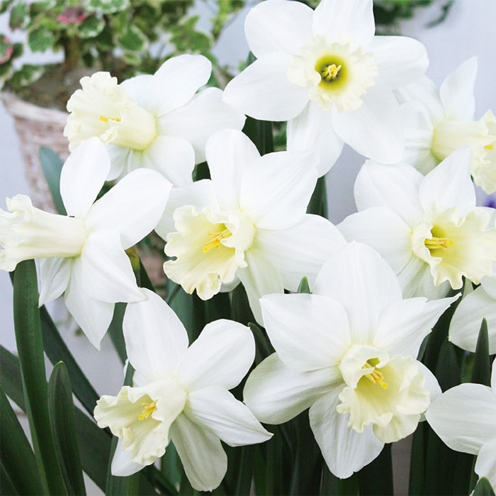 スイセン ウオッチアップ｜種（タネ）,球根,苗,資材,ガーデニング