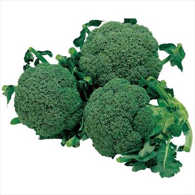 ブロッコリーの種（タネ）｜サカタのタネ オンラインショップ