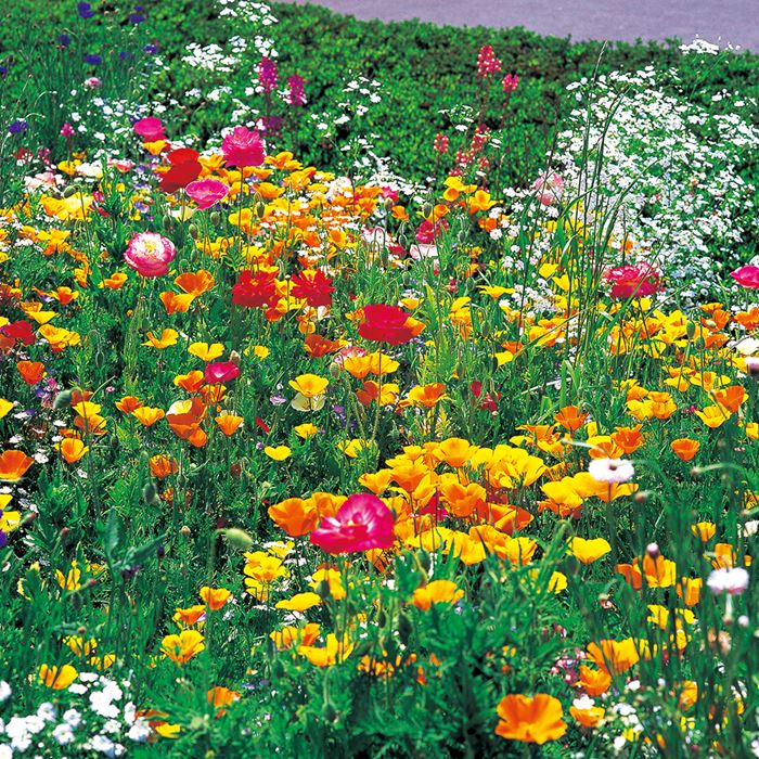 花絵の具(R） ミックスフラワーガーデン｜種（タネ）,球根,苗,資材