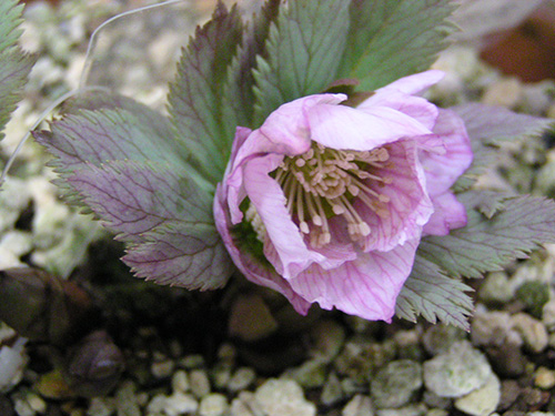 ヘレボルス チベタヌス - 咲季山草軒