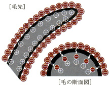 ベル・ジュバンスのメーキングカラー | ベル スズカ