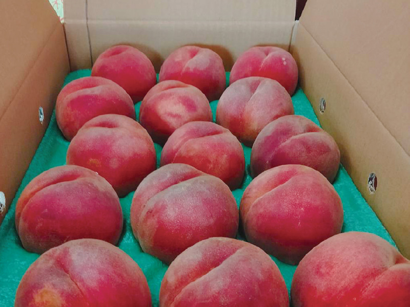 特秀 山形産あかつき桃 約3㎏ 8〜10玉入｜山形のさくらんぼ通販なら