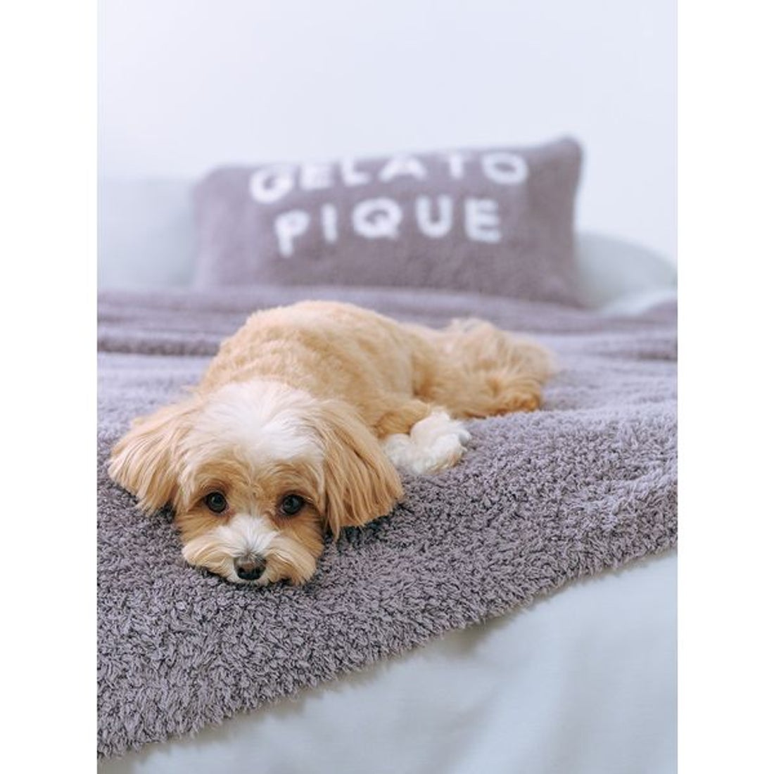 ジェラートピケ gelato pique 【Sleep】ジェラート マルチカバー （BRW