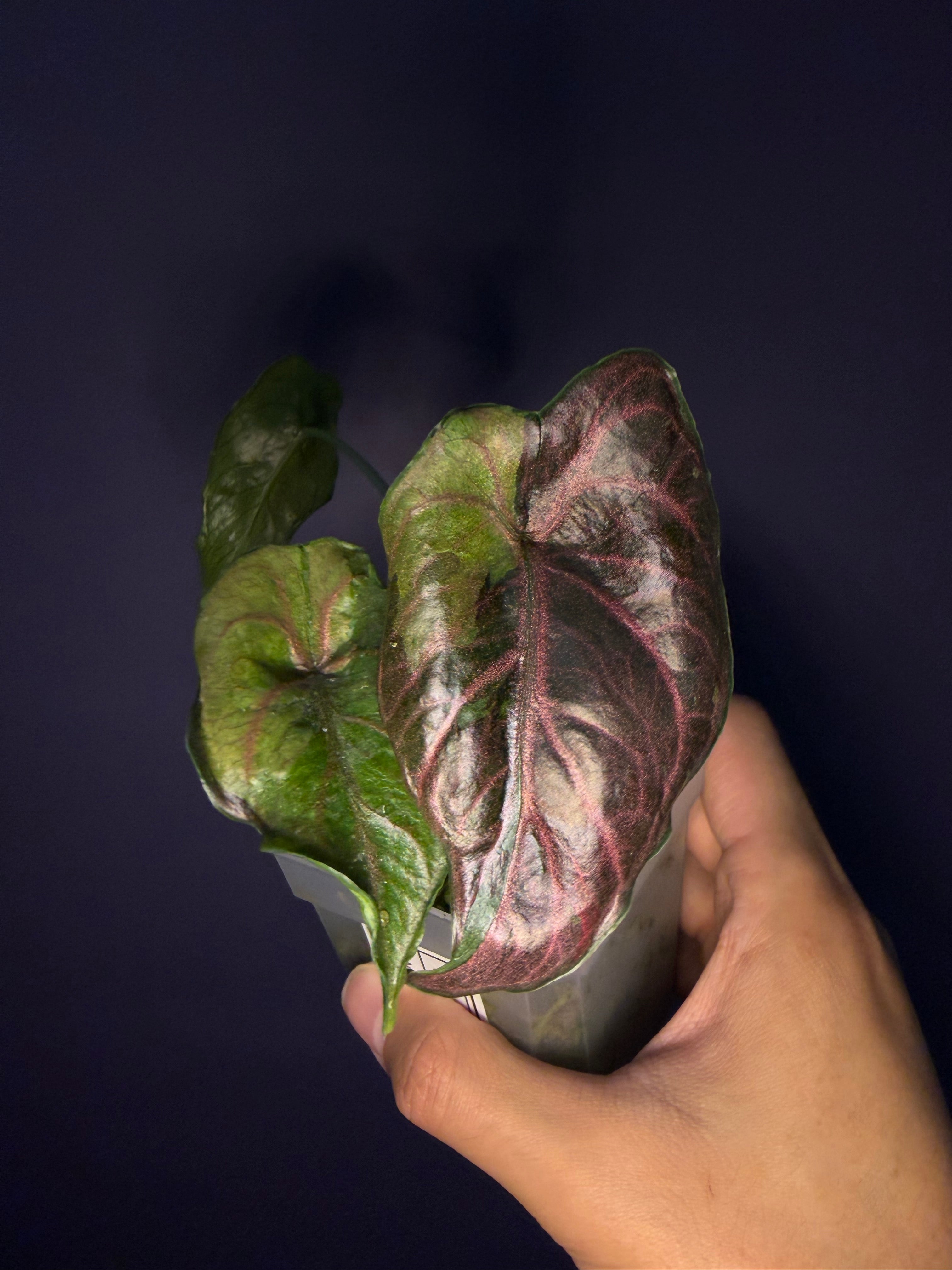 Alocasia Azlanii Aurea variegata – Secret Foliage