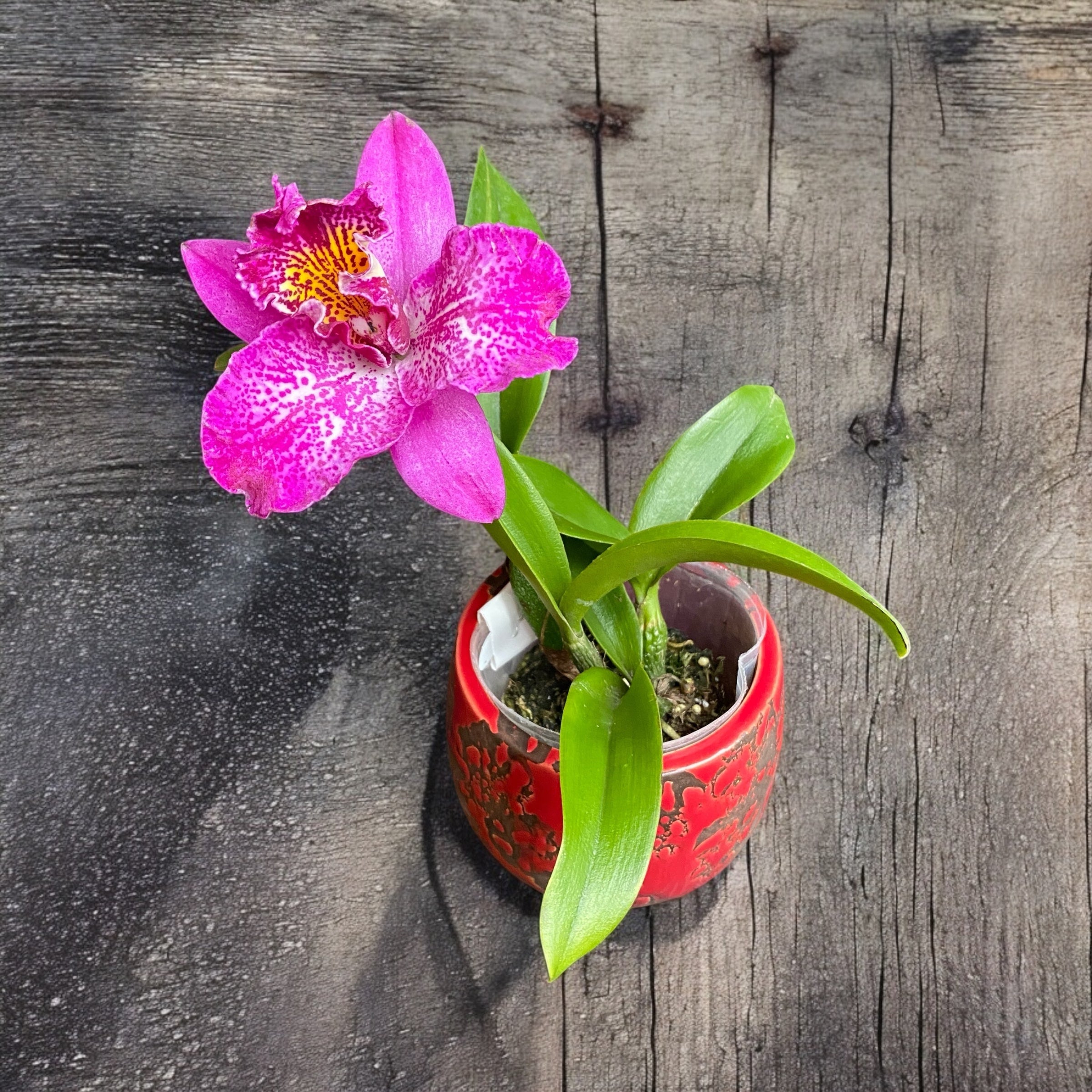 Meloara (Cattleya) Ching Sun Bright Star - fragrant – Secret