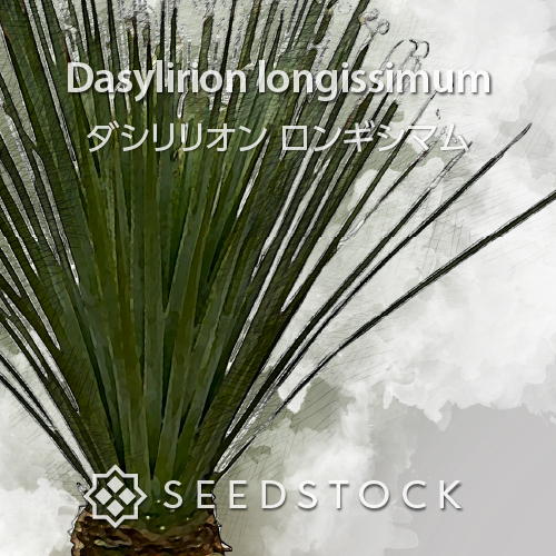 種子] ダシリリオン ロンギシマム Dasylirion longissimum | ドライ