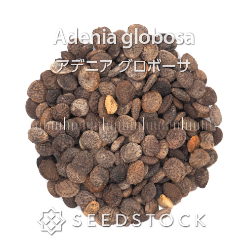 種子] アデニア グロボーサ Adenia globosa | 塊根植物 コーデックス
