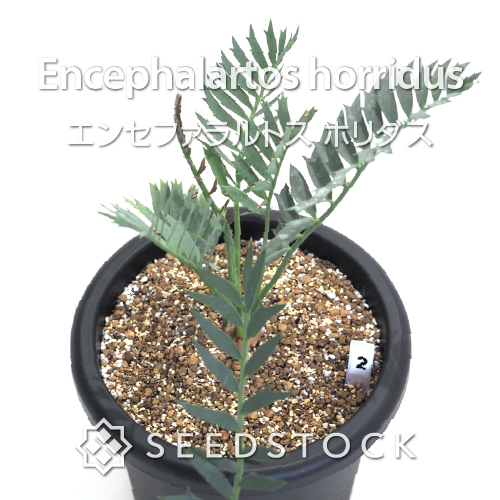 輸入株] エンセファラルトス ホリダス Encephalartos horridus（2
