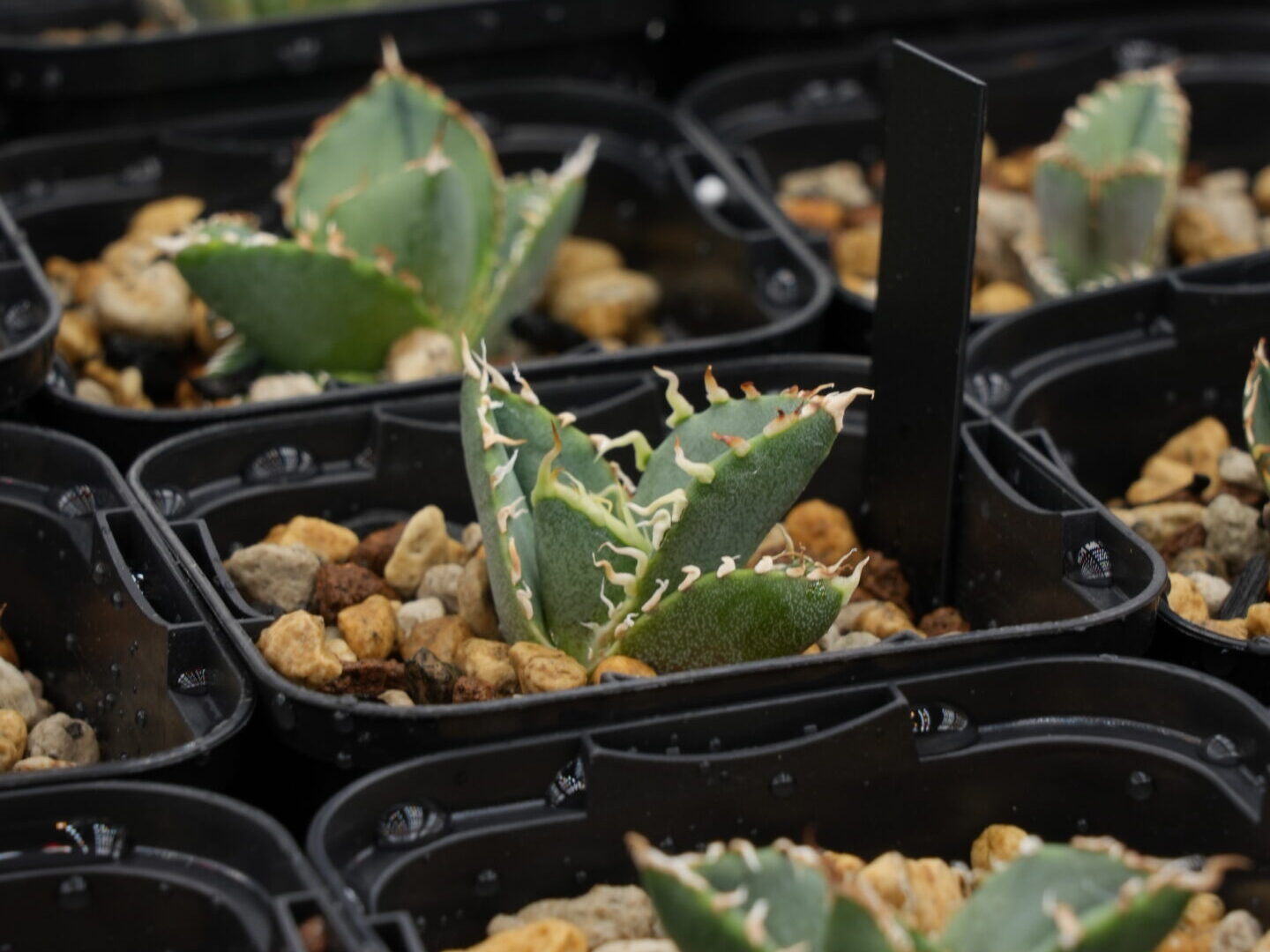 アガベ・オテロイの選抜とは - セドリックプランツ [アガベ オテロイの