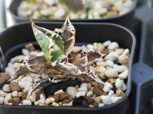 アガベ・オテロイの選抜とは - セドリックプランツ [アガベ オテロイの