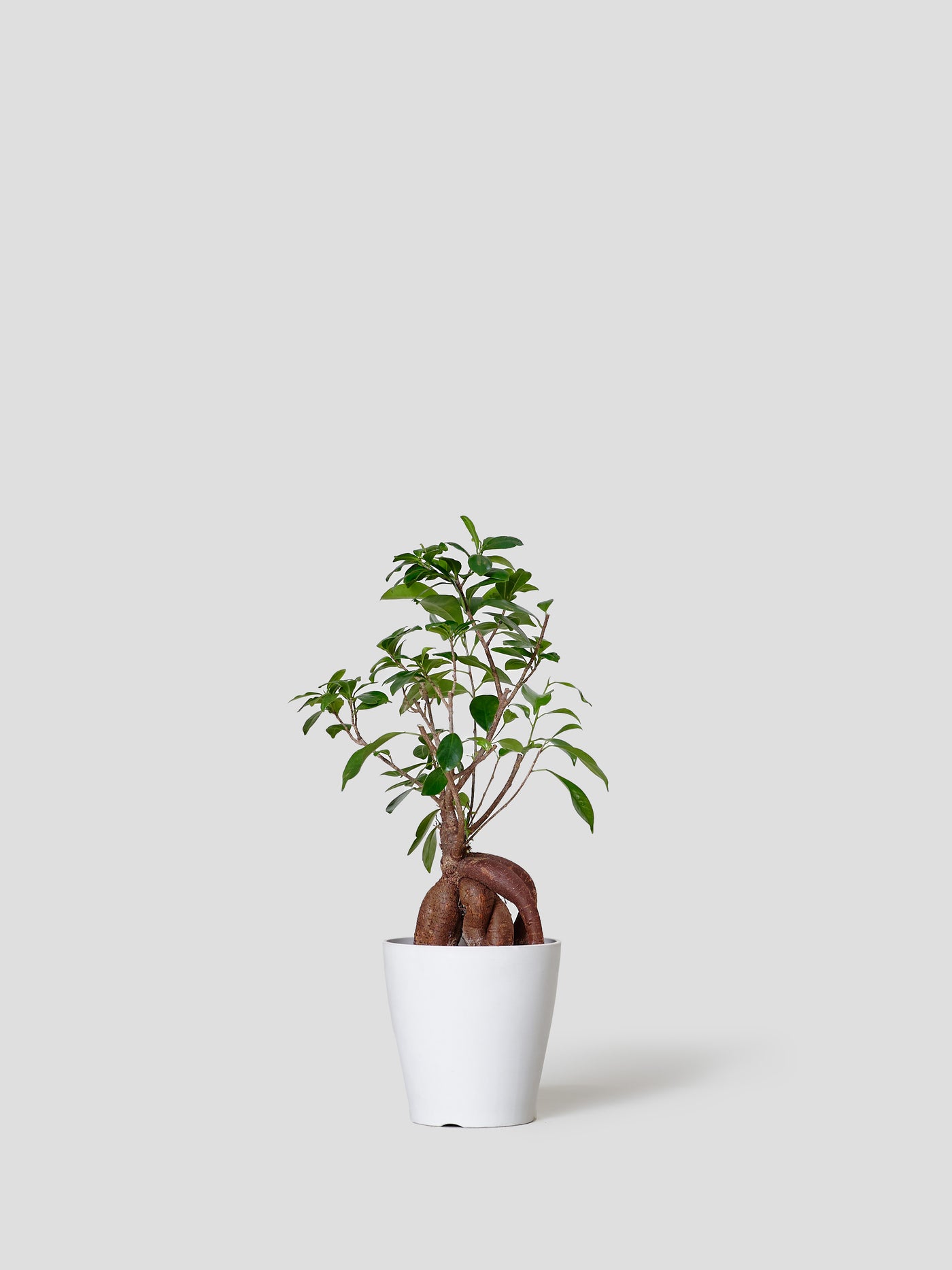 ガジュマルM – 西和造園