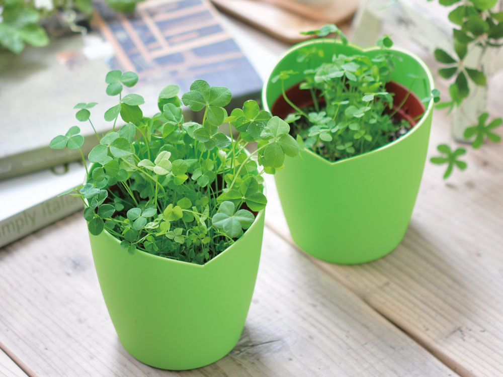 Four-Leaf Clover きっと出会える四つ葉栽培キット｜ 四つ葉の