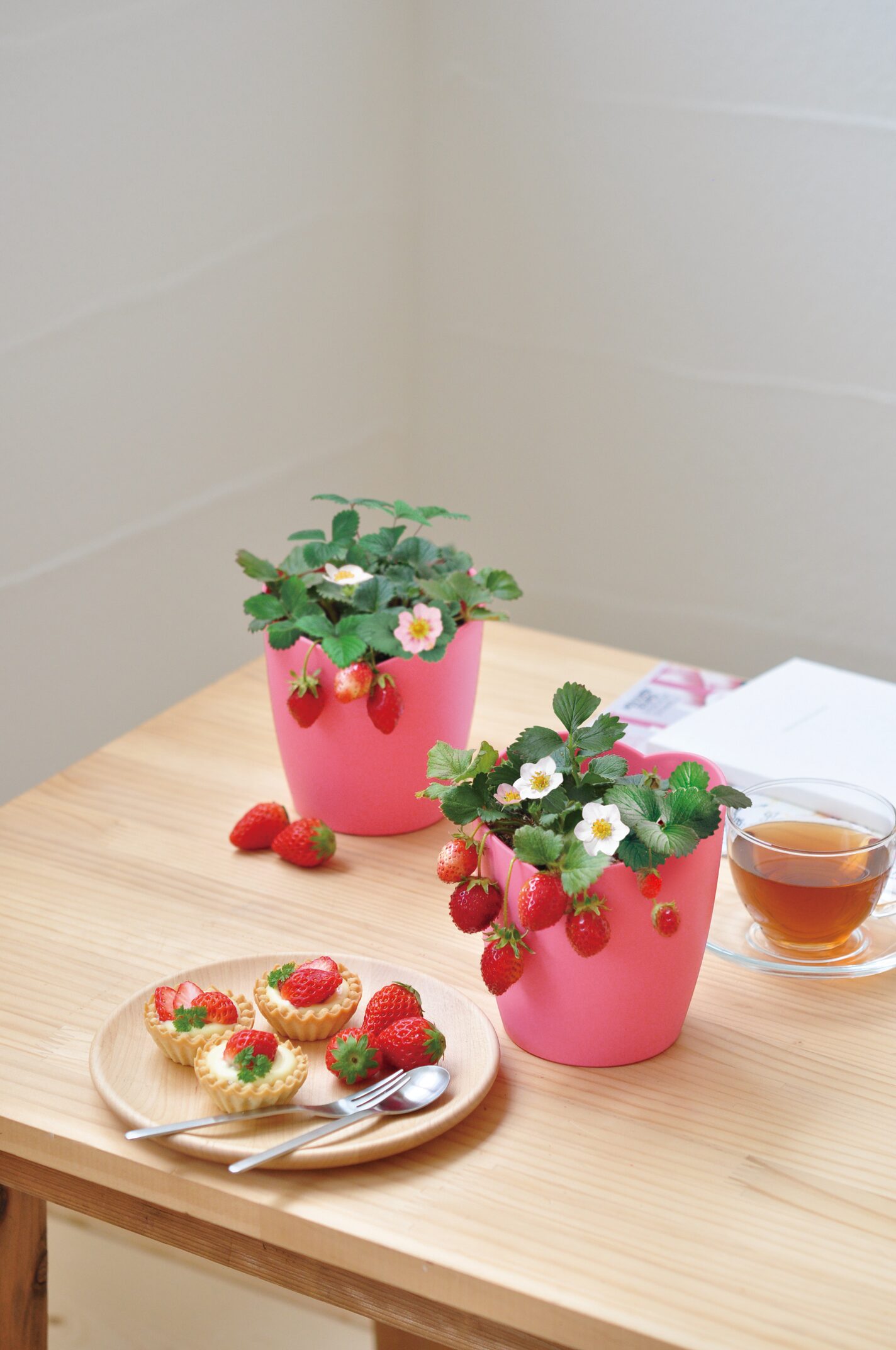 摘みたてイチゴ栽培セット - 聖新陶芸株式会社｜栽培キットの企画