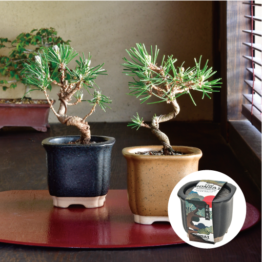 The BONSAI栽培セット - 聖新陶芸株式会社｜栽培キットの企画・製造・販売