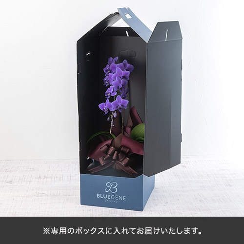 青色胡蝶蘭「Blue Gene (ブルージーン）」ミディサイズ1本立ち | 花