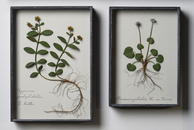 誰もが二度見する、繊細な「鉄の草花」｜彫刻家・モリソン小林さん